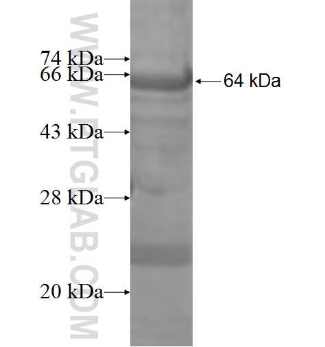 PDE1B fusion protein Ag3817 SDS-PAGE