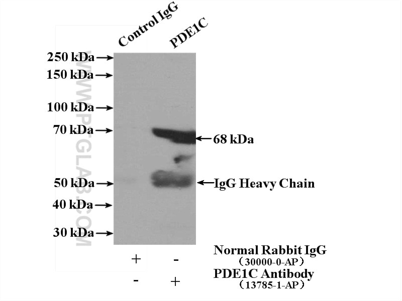 Immunoprecipitation (IP) experiment of mouse heart tissue using PDE1C Polyclonal antibody (13785-1-AP)