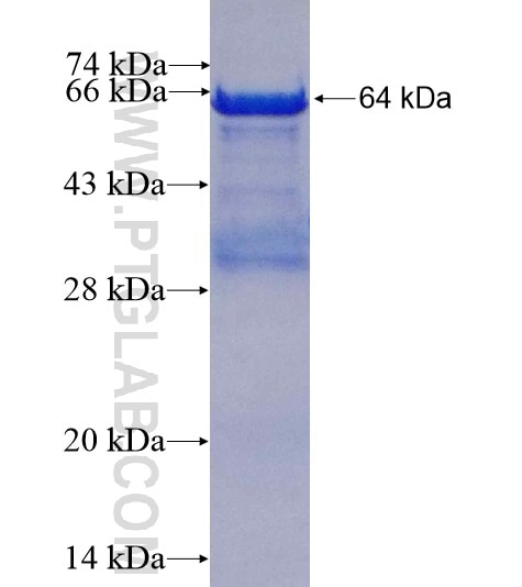 PDE1C fusion protein Ag4798 SDS-PAGE