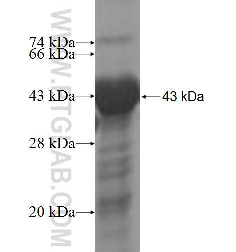 PDE1C fusion protein Ag5047 SDS-PAGE