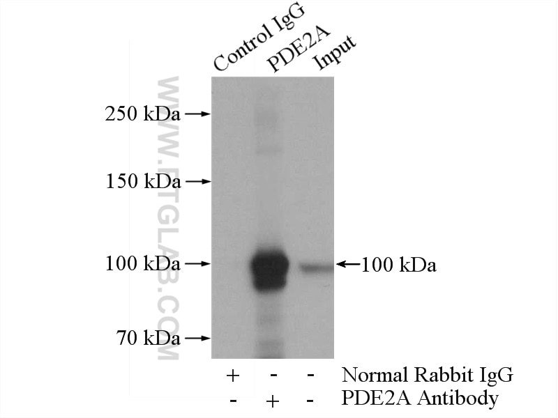 Immunoprecipitation (IP) experiment of mouse brain tissue using PDE2A Polyclonal antibody (55306-1-AP)