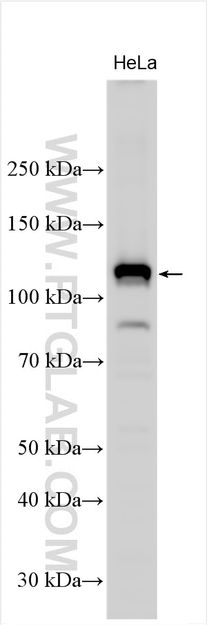Western Blot (WB) analysis of HeLa cells using PDE3B Polyclonal antibody (25290-1-AP)