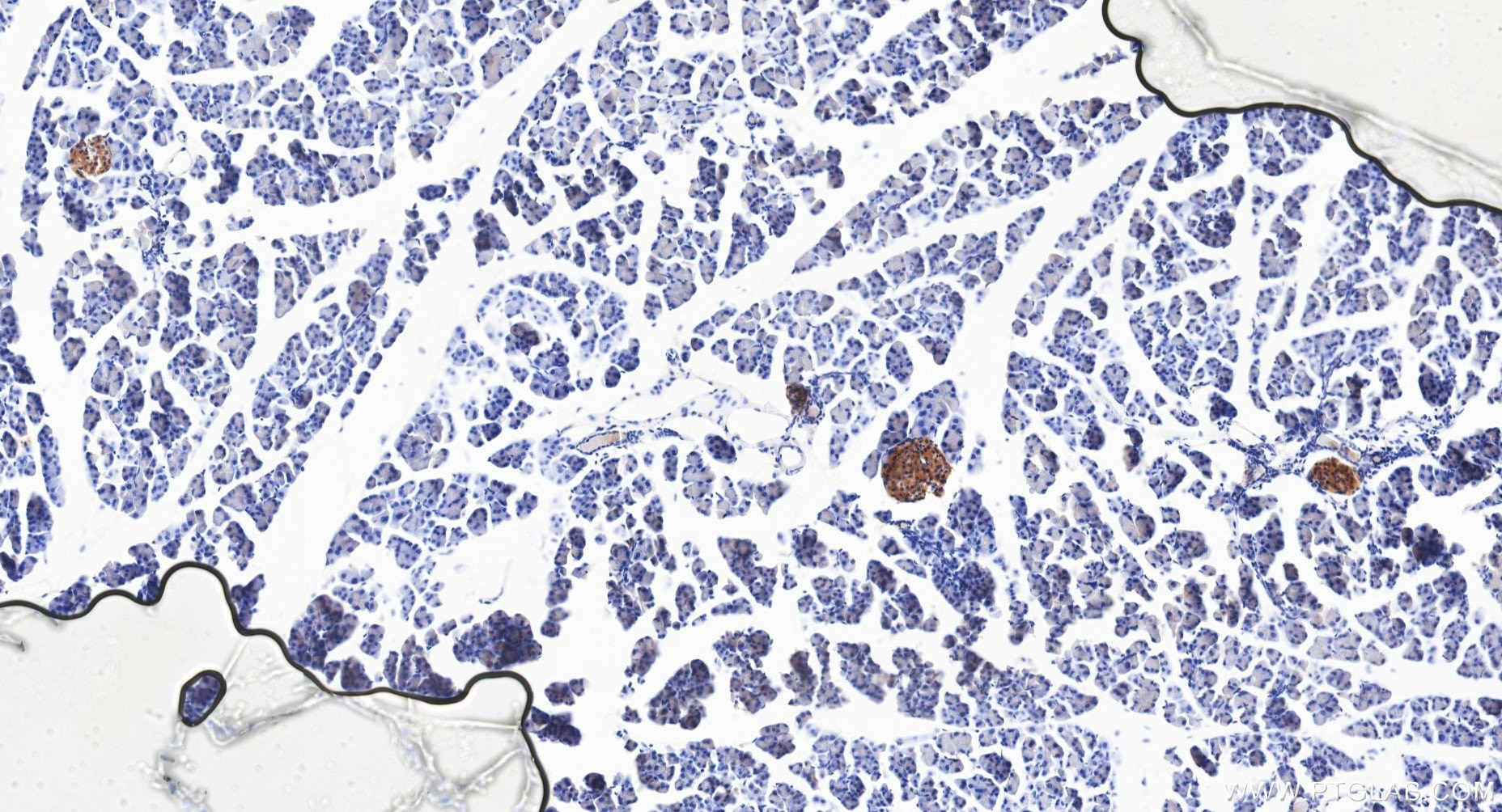Immunohistochemistry (IHC) staining of mouse pancreas tissue using PDE3B Recombinant monoclonal antibody (85996-1-RR)