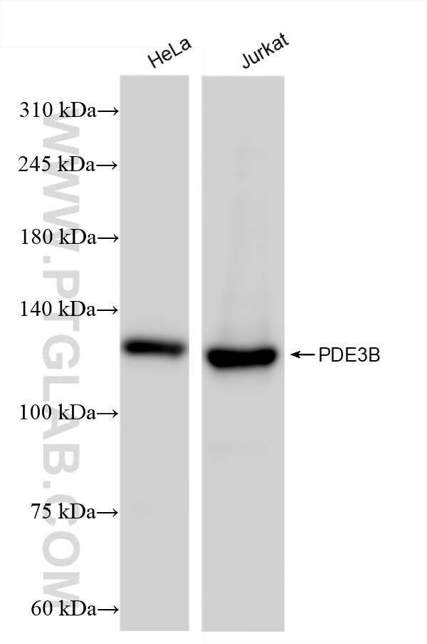 Western Blot (WB) analysis of various lysates using PDE3B Recombinant antibody (85996-1-RR)
