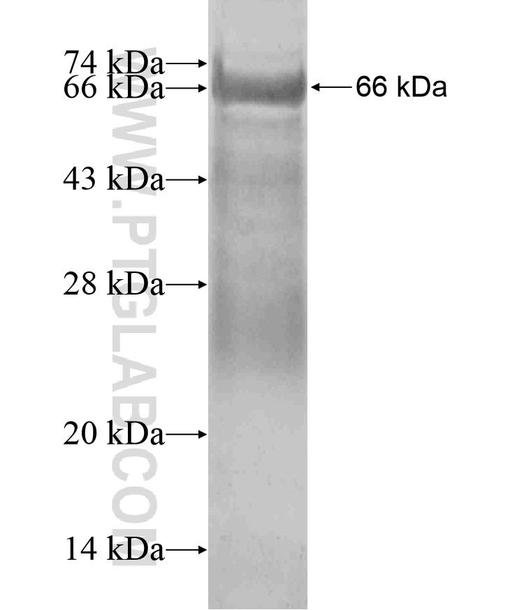 PDE3B fusion protein Ag18064 SDS-PAGE