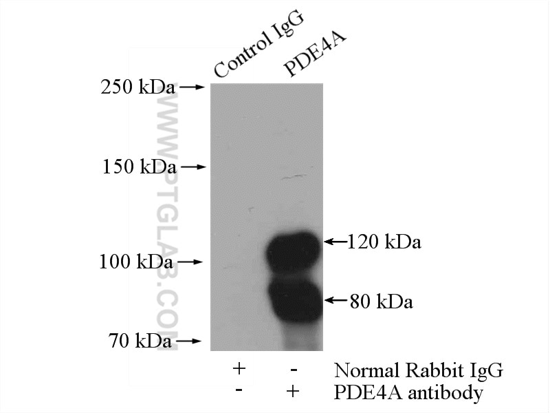 Immunoprecipitation (IP) experiment of mouse brain tissue using PDE4A Polyclonal antibody (16226-1-AP)