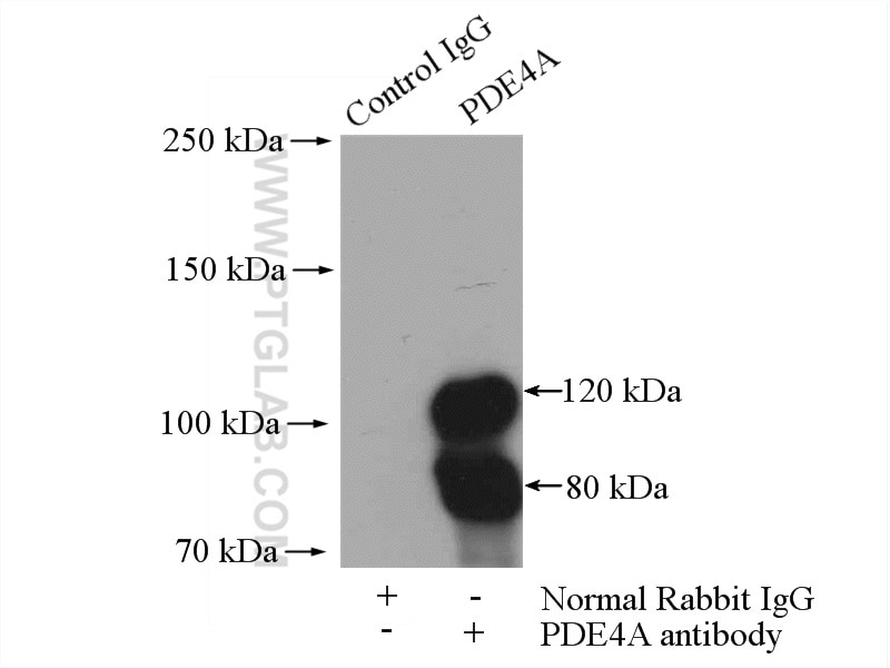 IP experiment of mouse brain using 16226-1-AP