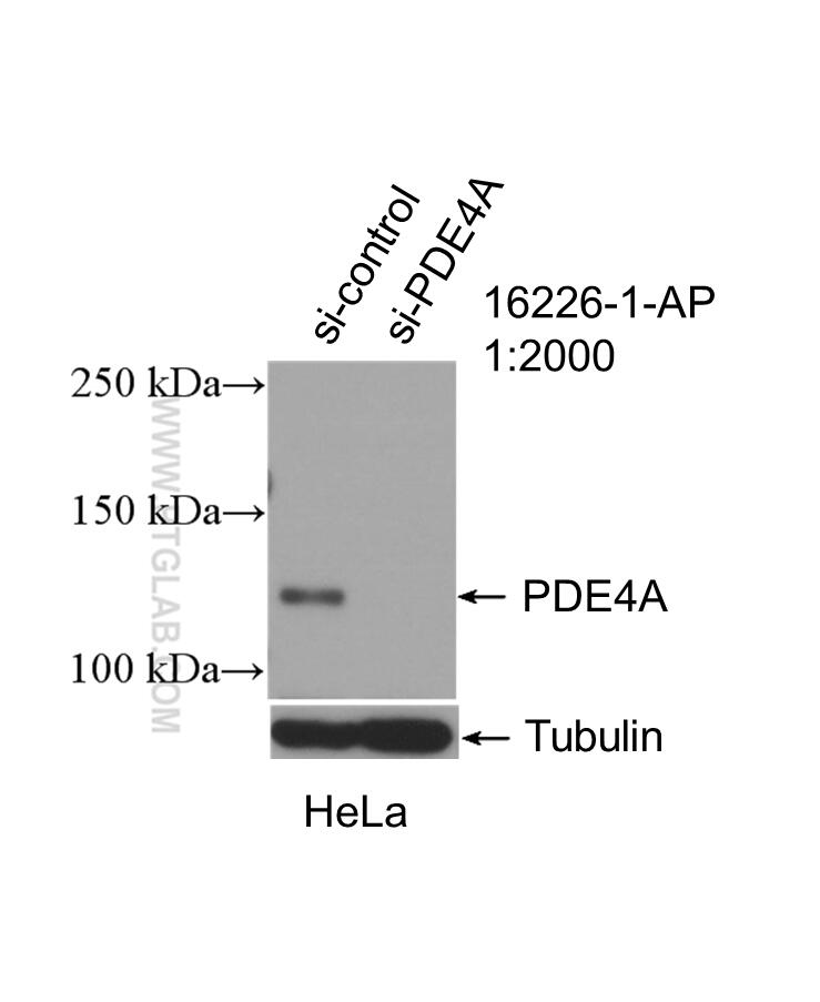 Western Blot (WB) analysis of HeLa cells using PDE4A Polyclonal antibody (16226-1-AP)