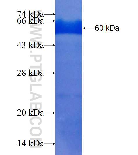 PDE4A fusion protein Ag8018 SDS-PAGE
