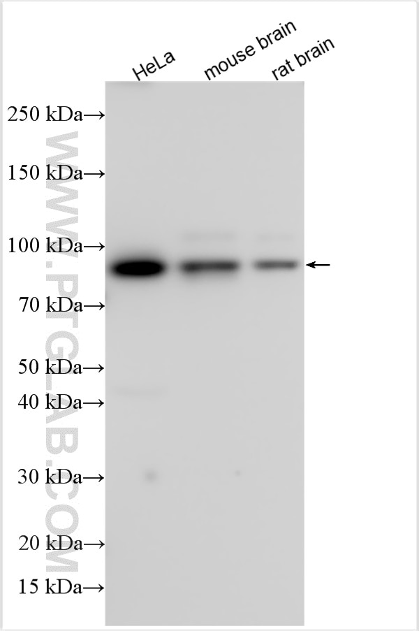 Western Blot (WB) analysis of various lysates using PDE4B Polyclonal antibody (31730-1-AP)