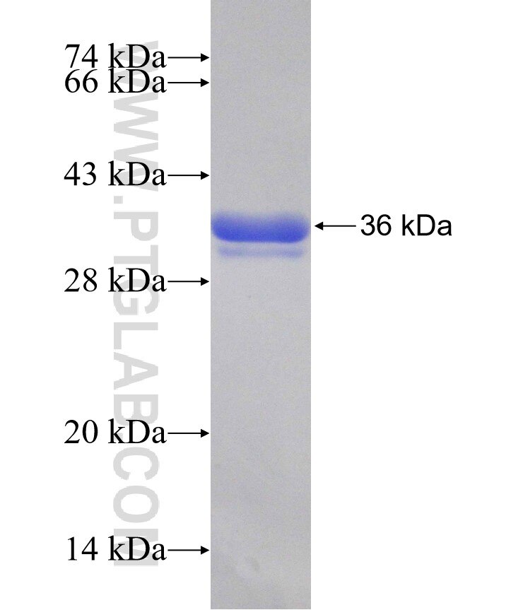 PDE4C fusion protein Ag30415 SDS-PAGE