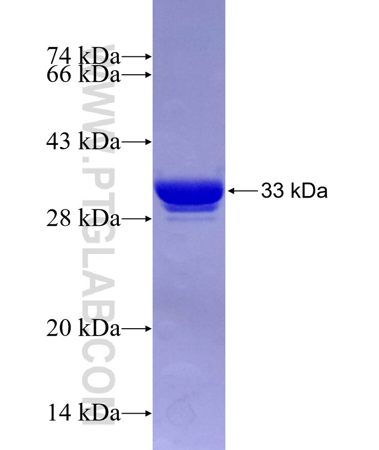 PDE4C fusion protein Ag16130 SDS-PAGE