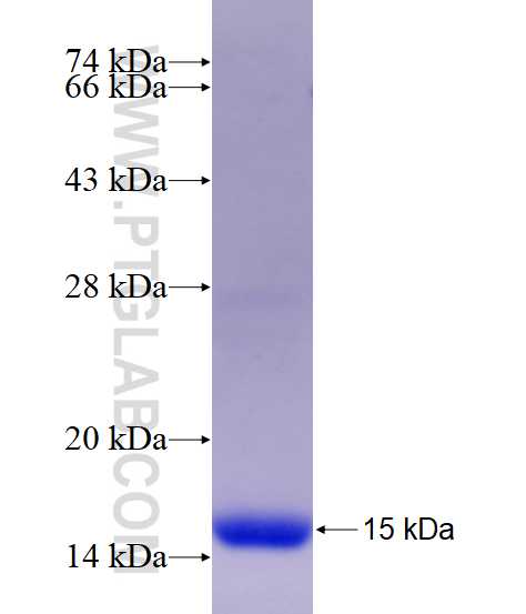 PDE4C fusion protein Ag17085 SDS-PAGE