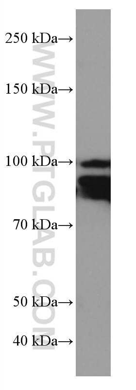 WB analysis of pig cerebellum using 67062-1-Ig