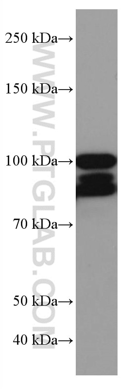 Western Blot (WB) analysis of rat cerebellum tissue using PDE4D Monoclonal antibody (67062-1-Ig)