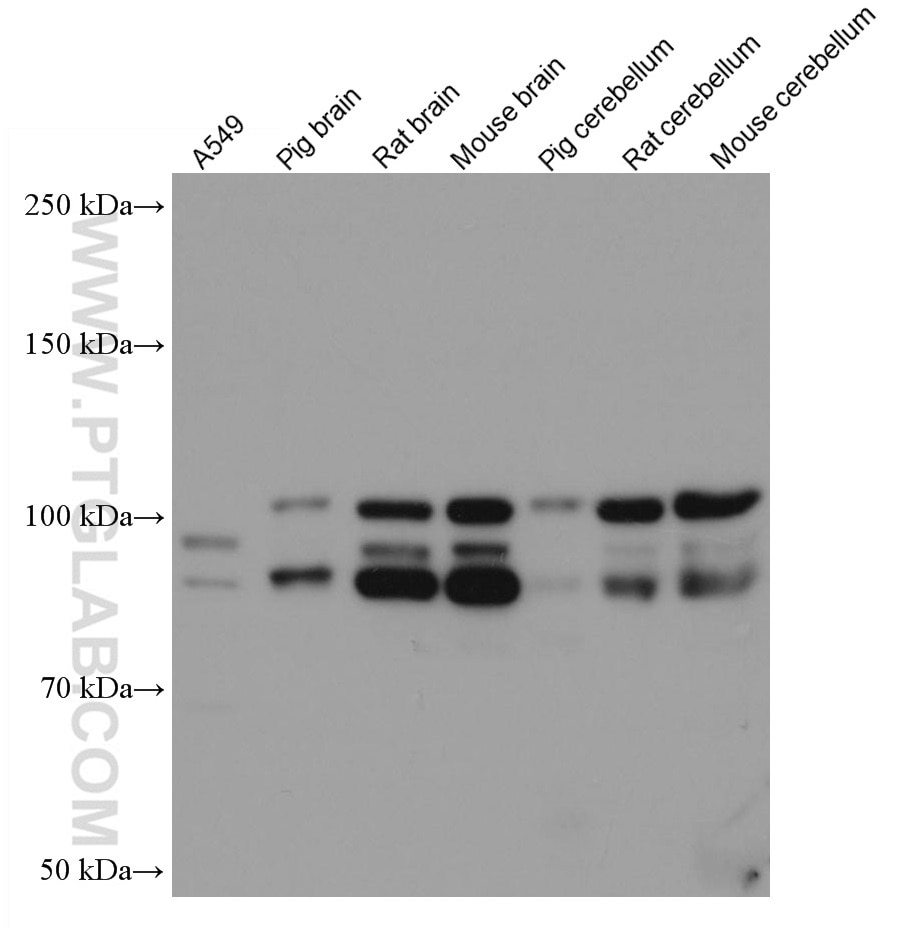 Western Blot (WB) analysis of various lysates using PDE4D Monoclonal antibody (67062-1-Ig)