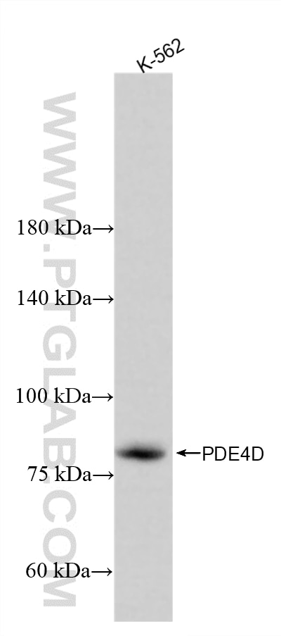 K-562 cells were subjected to SDS PAGE followed by western blot with 86745-1-RR (PDE4D antibody) at dilution of 1:10000 incubated at room temperature for 1.5 hours. Western Blot (WB) analysis of K-562 cells using PDE4D Recombinant monoclonal antibody (86745-1-RR)