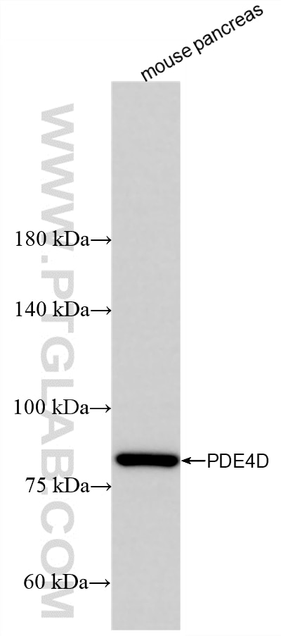 Mouse pancreas tissue were subjected to SDS PAGE followed by western blot with 86745-1-RR (PDE4D antibody) at dilution of 1:10000 incubated at room temperature for 1.5 hours. Western Blot (WB) analysis of mouse pancreas tissue using PDE4D Recombinant monoclonal antibody (86745-1-RR)
