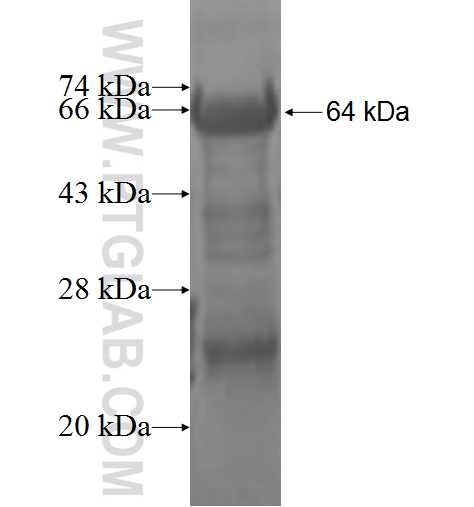 PDE4D fusion protein Ag3588 SDS-PAGE
