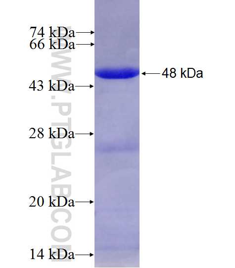 PDE4D fusion protein Ag8302 SDS-PAGE