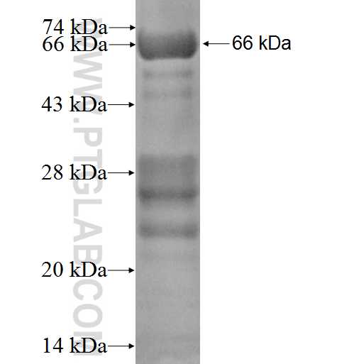 PDE4DIP fusion protein Ag3332 SDS-PAGE