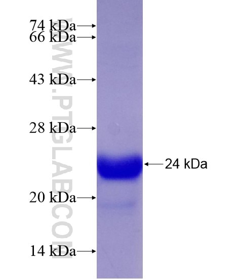 PDE5A fusion protein Ag18963 SDS-PAGE