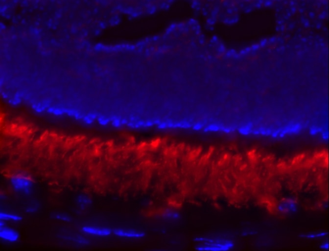 Immunofluorescence (IF) / fluorescent staining of retinal tissue using PDE6A Polyclonal antibody (21200-1-AP)