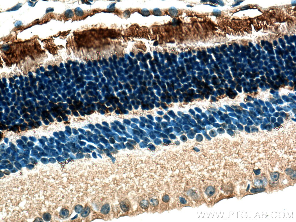 Immunohistochemistry (IHC) staining of mouse eye tissue using PDE6A Polyclonal antibody (21200-1-AP)