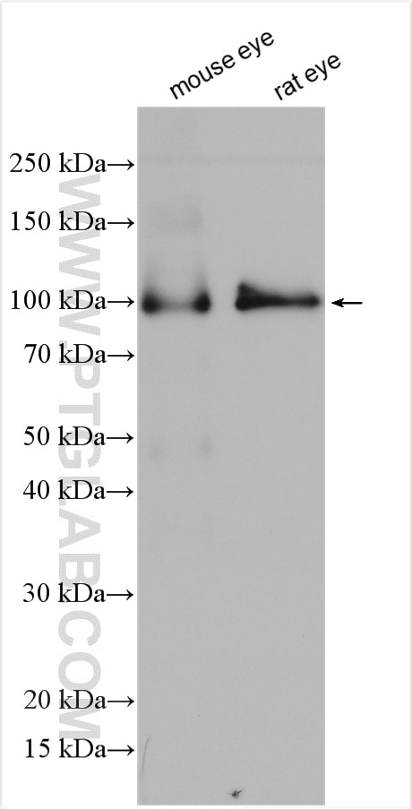 Western Blot (WB) analysis of various lysates using PDE6A Polyclonal antibody (21200-1-AP)