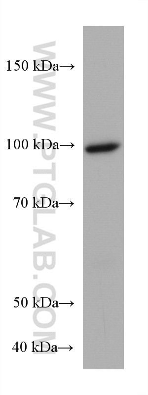 Western Blot (WB) analysis of mouse eye tissue using PDE6A Monoclonal antibody (67832-1-Ig)