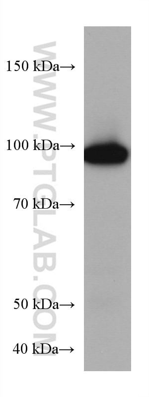 Western Blot (WB) analysis of mouse retina tissue using PDE6A Monoclonal antibody (67832-1-Ig)