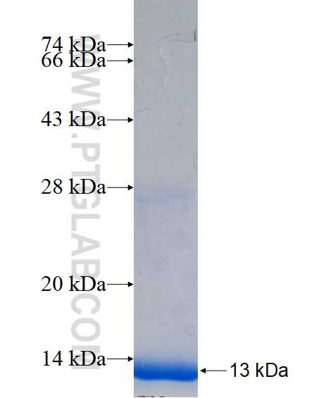 PDE6A fusion protein Ag16741 SDS-PAGE