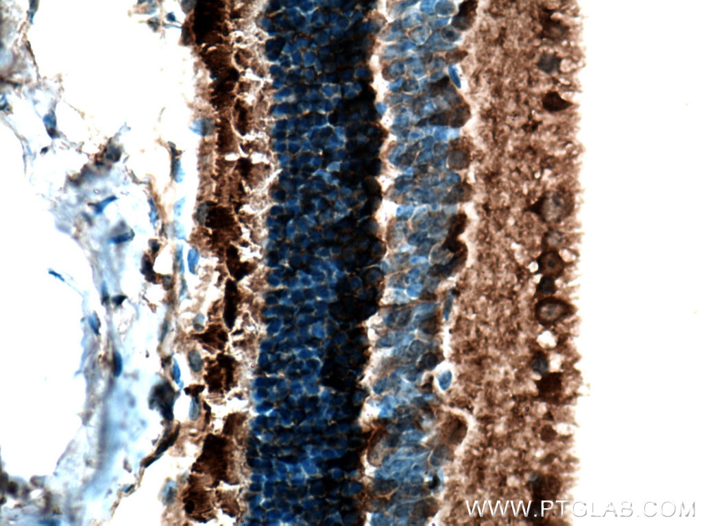 Immunohistochemistry (IHC) staining of mouse eye tissue using PDE6B Polyclonal antibody (10353-1-AP)