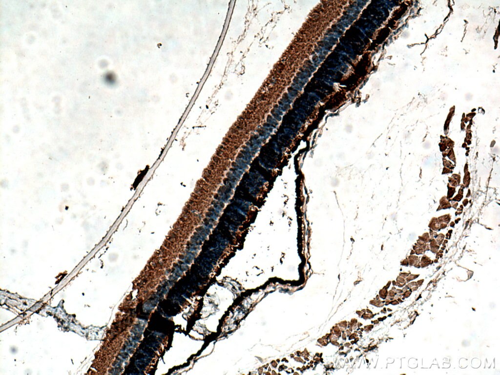 Immunohistochemistry (IHC) staining of mouse eye tissue using PDE6B Polyclonal antibody (10353-1-AP)