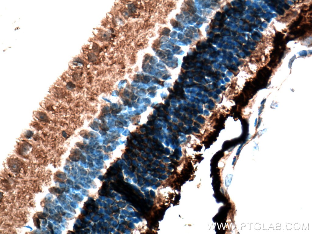 Immunohistochemistry (IHC) staining of mouse eye tissue using PDE6B Polyclonal antibody (10353-1-AP)