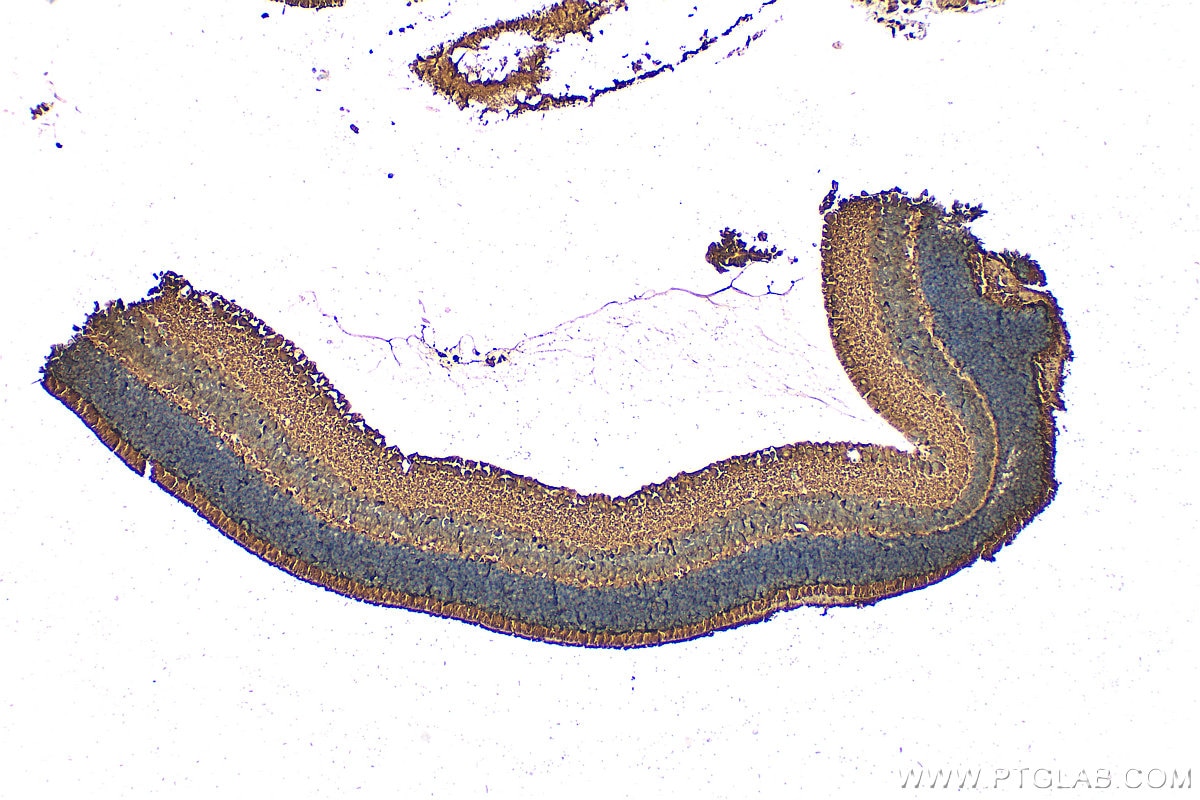 Immunohistochemistry (IHC) staining of mouse eye tissue using PDE6B Polyclonal antibody (10353-1-AP)
