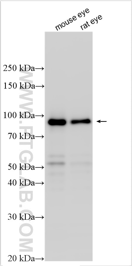 Western Blot (WB) analysis of various lysates using PDE6B Polyclonal antibody (10353-1-AP)