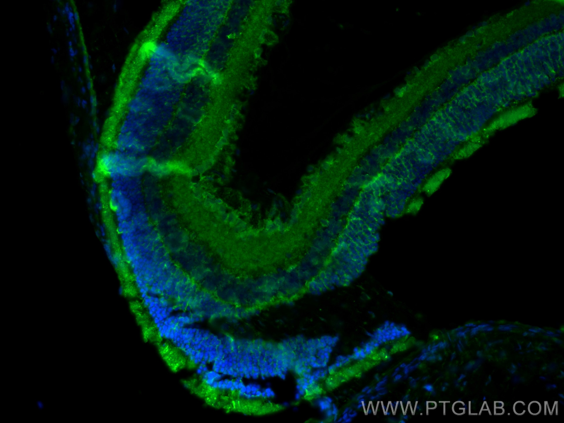 Immunofluorescence (IF) / fluorescent staining of rat eye tissue using PDE6B Polyclonal antibody (22063-1-AP)