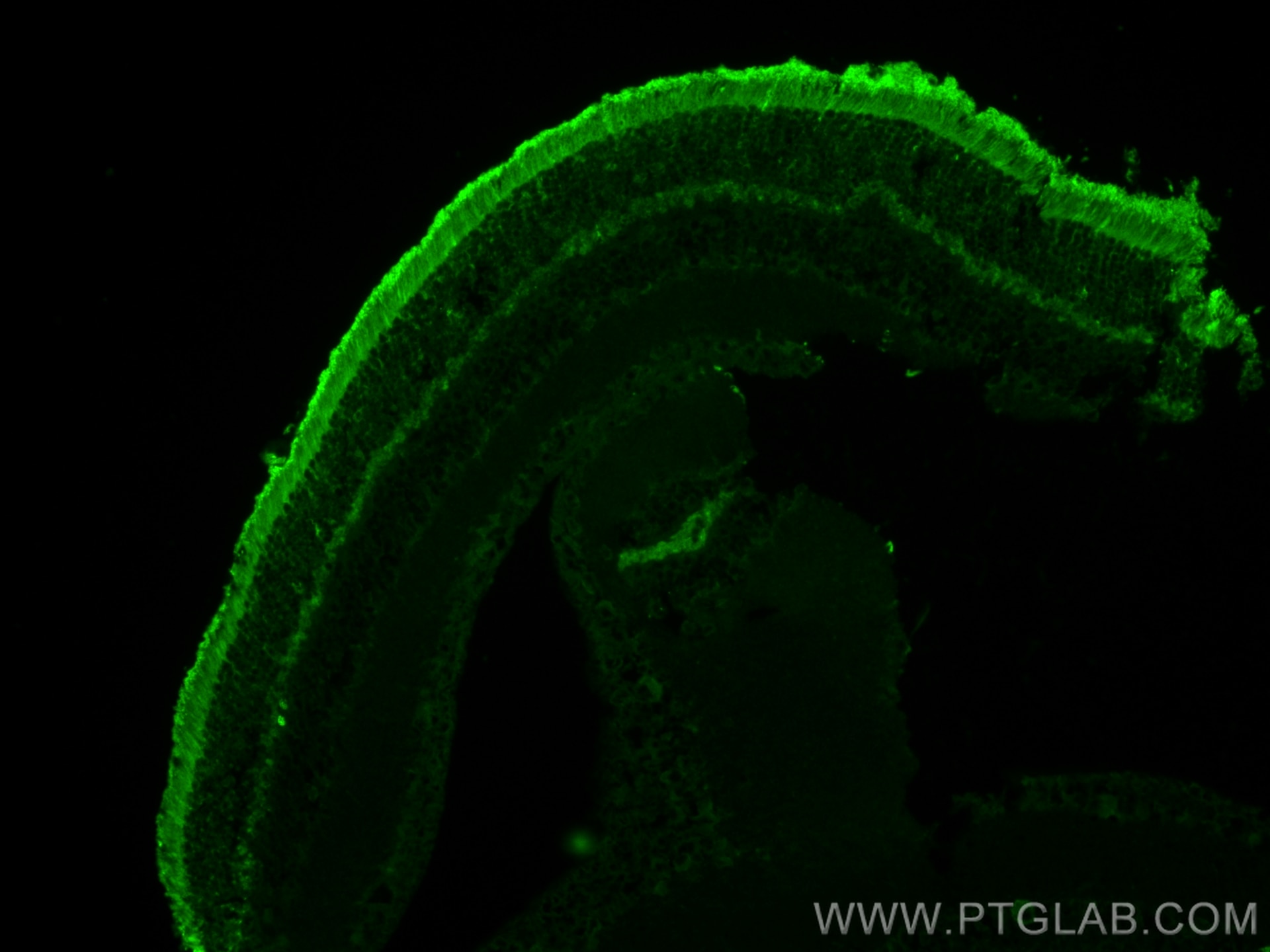 Immunofluorescence (IF) / fluorescent staining of mouse eye tissue using PDE6B Polyclonal antibody (22063-1-AP)