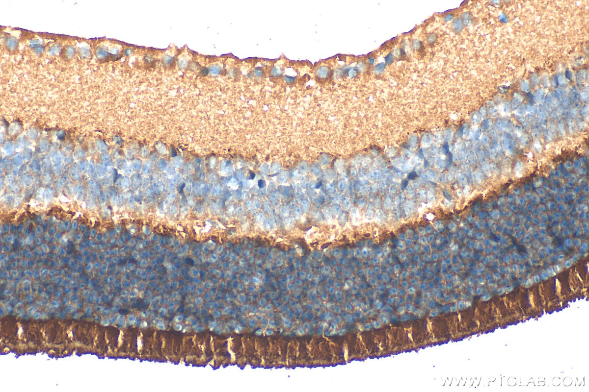 Immunohistochemistry (IHC) staining of mouse eye tissue using PDE6B Polyclonal antibody (22063-1-AP)
