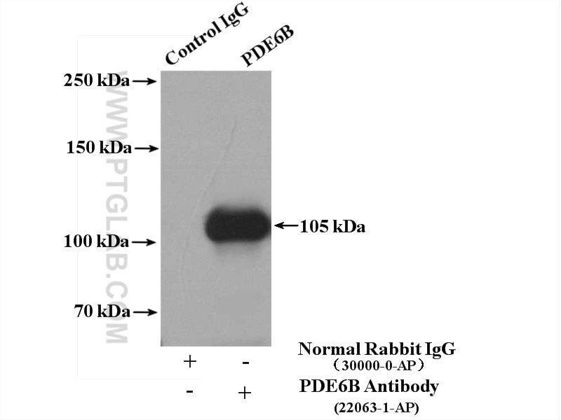 Immunoprecipitation (IP) experiment of Y79 cells using PDE6B Polyclonal antibody (22063-1-AP)