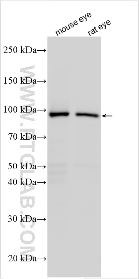Western Blot (WB) analysis of various lysates using PDE6B Polyclonal antibody (22063-1-AP)