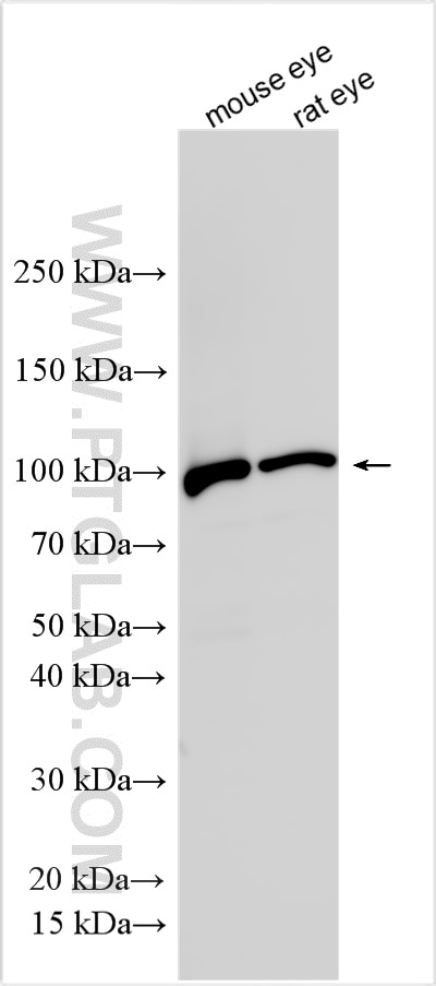 Western Blot (WB) analysis of various lysates using PDE6B Polyclonal antibody (22063-1-AP)