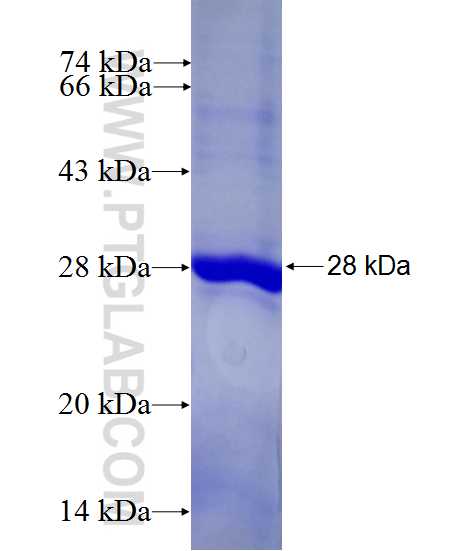 PDE6B fusion protein Ag27850 SDS-PAGE