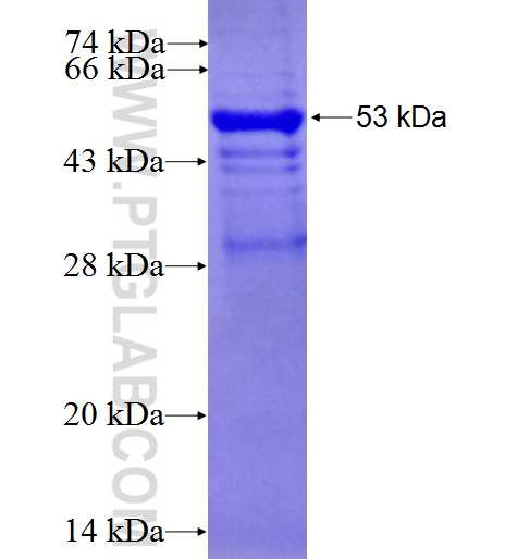 PDE6B fusion protein Ag0365 SDS-PAGE
