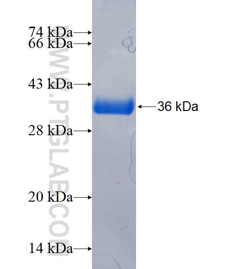 PDE6B fusion protein Ag17139 SDS-PAGE