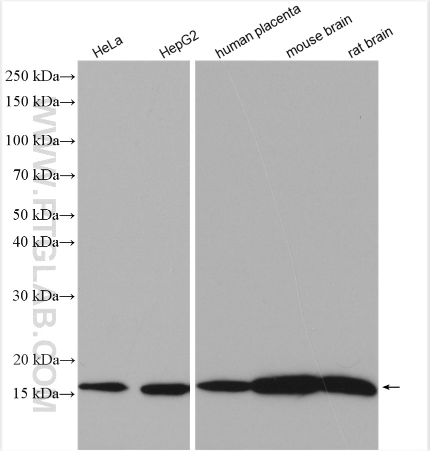 Western Blot (WB) analysis of various lysates using PDE6D Polyclonal antibody (28573-1-AP)