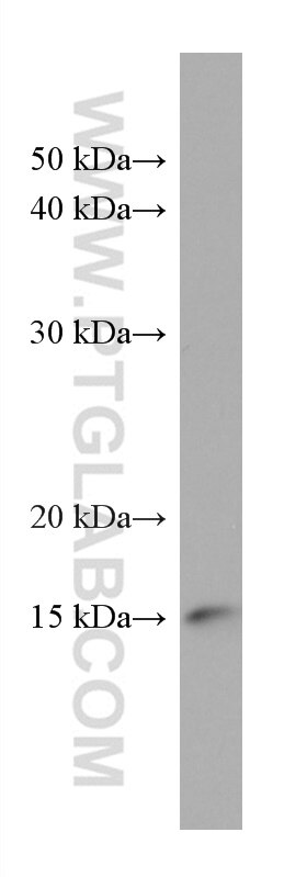 Western Blot (WB) analysis of HeLa cells using PDE6D Monoclonal antibody (67565-1-Ig)