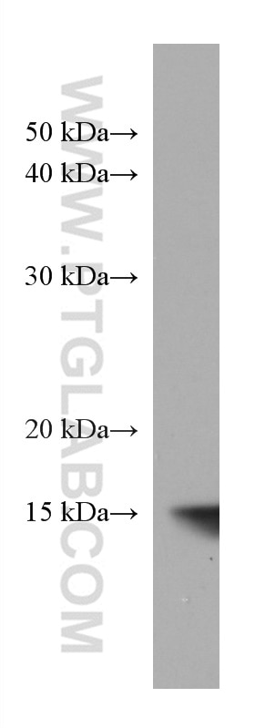 Western Blot (WB) analysis of HepG2 cells using PDE6D Monoclonal antibody (67565-1-Ig)