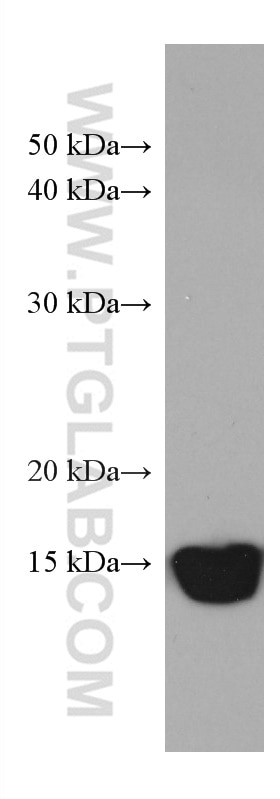 Western Blot (WB) analysis of Jurkat cells using PDE6D Monoclonal antibody (67565-1-Ig)